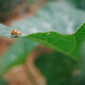 Epilachna sumbana at Kaleen, ACT - suppressed