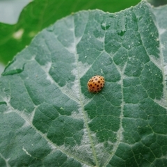 Epilachna sumbana at Kaleen, ACT - suppressed