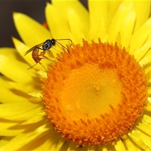 Ichneumonoidea (Superfamily) at Acton, ACT - 27 Nov 2024