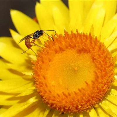 Ichneumonoidea (Superfamily) (A species of parasitic wasp) at Acton, ACT - 27 Nov 2024 by TimL