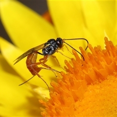 Ichneumonoidea (Superfamily) at Acton, ACT - 27 Nov 2024