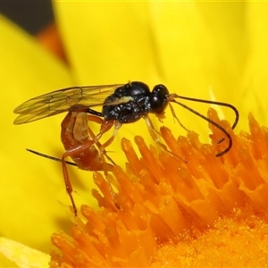 Ichneumonoidea (Superfamily) at Acton, ACT - 27 Nov 2024