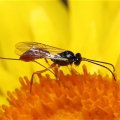 Ichneumonoidea (Superfamily) at Acton, ACT - 27 Nov 2024