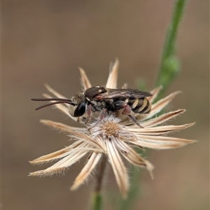 Lipotriches (Austronomia) phanerura (Halictid Bee) at Holder, ACT by Miranda