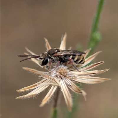 Halictidae (family) at Holder, ACT - 27 Nov 2024 by Miranda