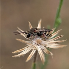 Lipotriches (Austronomia) phanerura at Holder, ACT - 28 Nov 2024