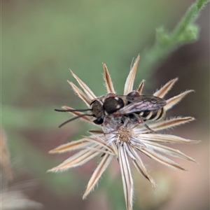 Lipotriches (Austronomia) phanerura at Holder, ACT - 28 Nov 2024