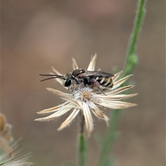 Lipotriches (Austronomia) phanerura at Holder, ACT - 28 Nov 2024