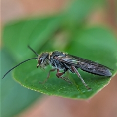 Eirone sp. (genus) (A flower wasp) at Holder, ACT - 28 Nov 2024 by Miranda