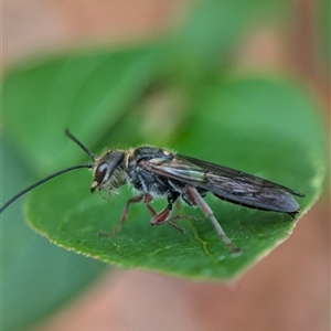 Eirone sp. (genus) at Holder, ACT - 28 Nov 2024