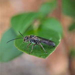 Eirone sp. (genus) at Holder, ACT - 28 Nov 2024