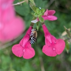 Amegilla (Zonamegilla) asserta (Blue Banded Bee) at Holder, ACT - 27 Nov 2024 by Miranda