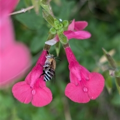 Amegilla (Zonamegilla) asserta at Holder, ACT - 27 Nov 2024