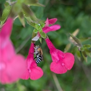 Amegilla (Zonamegilla) asserta at Holder, ACT - 27 Nov 2024