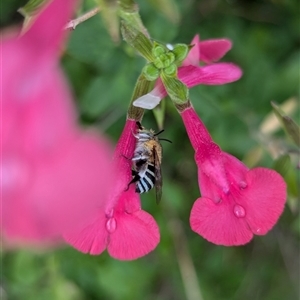 Amegilla (Zonamegilla) asserta at Holder, ACT - 27 Nov 2024