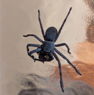 Isopedella pessleri (A huntsman spider) at Holder, ACT - 26 Nov 2024 by Miranda