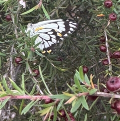 Belenois java at Mittagong, NSW - 27 Nov 2024 by Span102