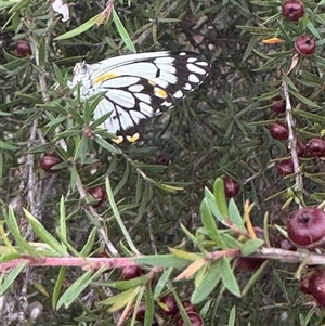 Belenois java at Mittagong, NSW - 27 Nov 2024 03:45 PM