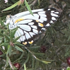 Belenois java at Mittagong, NSW - 27 Nov 2024 03:45 PM