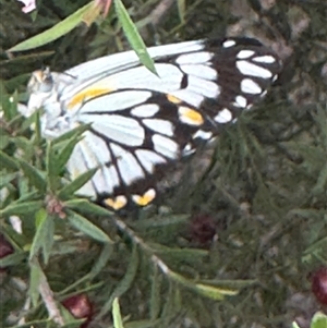 Belenois java at Mittagong, NSW - 27 Nov 2024 03:45 PM