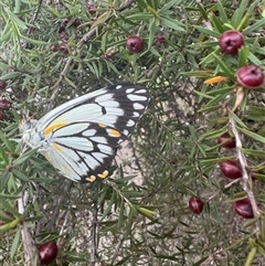 Belenois java at Mittagong, NSW - 27 Nov 2024 03:45 PM