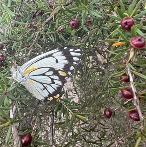 Belenois java at Mittagong, NSW - 27 Nov 2024 03:45 PM