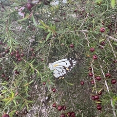 Belenois java at Mittagong, NSW - 27 Nov 2024 03:45 PM