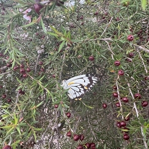 Belenois java at Mittagong, NSW - 27 Nov 2024 03:45 PM