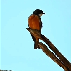 Pachycephala rufiventris (Rufous Whistler) at Orangeville, NSW - 27 Nov 2024 by belleandjason