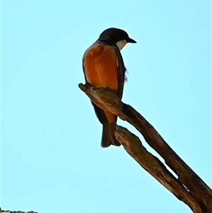 Pachycephala rufiventris (Rufous Whistler) at Orangeville, NSW by belleandjason3113