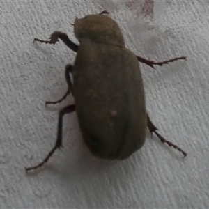 Maechidius sp. (genus) at Borough, NSW - 27 Nov 2024