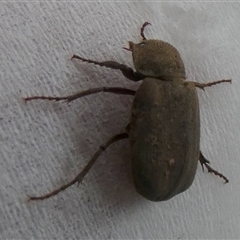 Maechidius sp. (genus) at Borough, NSW - 27 Nov 2024