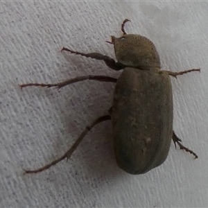 Maechidius sp. (genus) at Borough, NSW - 27 Nov 2024