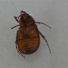 Sericesthis geminata at Borough, NSW - suppressed