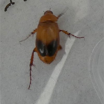 Phyllotocus macleayi (Nectar scarab) at Borough, NSW - 27 Nov 2024 by Paul4K