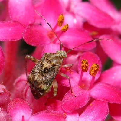 Sidnia kinbergi (Australian crop mirid) at Acton, ACT - 27 Nov 2024 by TimL