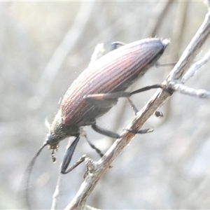 Homotrysis cisteloides (Darkling beetle) at Belconnen, ACT by JohnGiacon