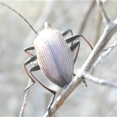 Homotrysis cisteloides at Belconnen, ACT - 17 Nov 2024