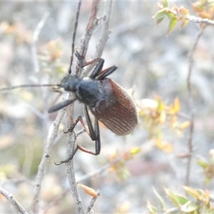 Homotrysis cisteloides at Belconnen, ACT - 17 Nov 2024