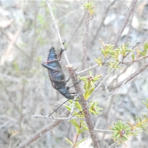 Homotrysis cisteloides at Belconnen, ACT - 17 Nov 2024