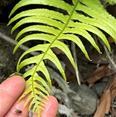 Blechnum cartilagineum at Twelve Mile Peg, NSW - suppressed