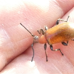 Ecnolagria grandis (Honeybrown beetle) at Belconnen, ACT - 17 Nov 2024 by JohnGiacon