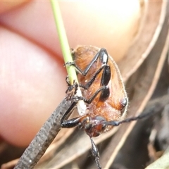 Ecnolagria grandis at Belconnen, ACT - 17 Nov 2024