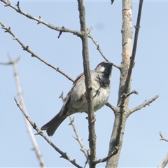 Passer domesticus (House Sparrow) at Belconnen, ACT - 16 Nov 2024 by JohnGiacon