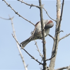 Passer domesticus at Belconnen, ACT - 17 Nov 2024 07:43 AM