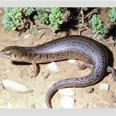 Cyclodomorphus venustus (Saltbush Slender Blue-Tongue) at Port Germein, SA - 4 Jan 1994 by MichaelBedingfield