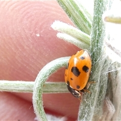 Hippodamia variegata (Spotted Amber Ladybird) at Belconnen, ACT - 17 Nov 2024 by JohnGiacon