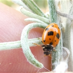 Hippodamia variegata at Belconnen, ACT - 17 Nov 2024