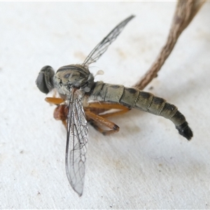 Cerdistus sp. (genus) (Slender Robber Fly) at Belconnen, ACT by JohnGiacon