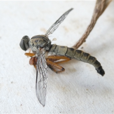 Cerdistus sp. (genus) (Slender Robber Fly) at Belconnen, ACT - 20 Nov 2024 by JohnGiacon